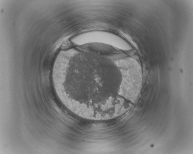 X0000069810154200606161858