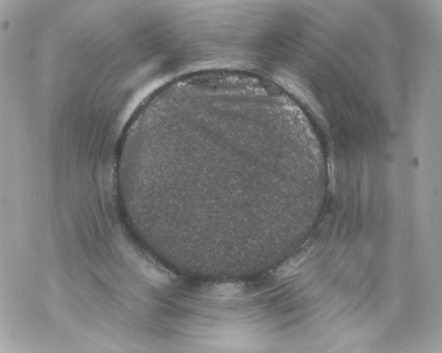 X0000069810156200606161858