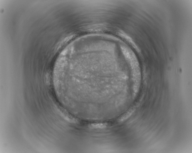 X0000069810161200606161858