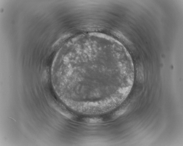 X0000069810165200606161858