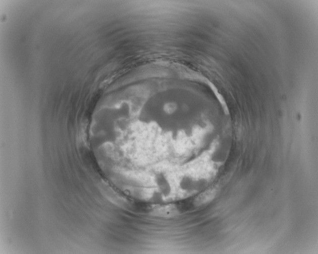 X0000069810185200606161859