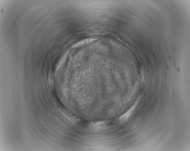 X0000069810186200606161859