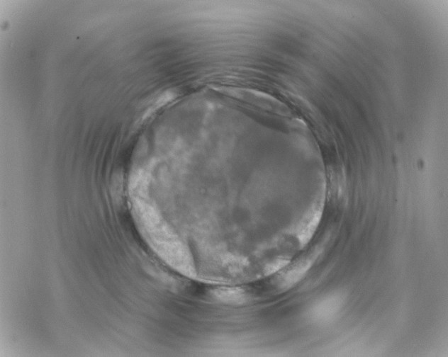 X0000069810189200606161859