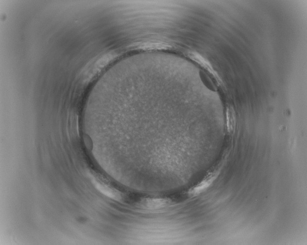 X0000069810205200606161858