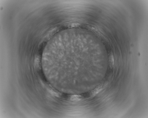 X0000069810222200606161858