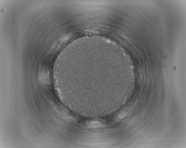 X0000069810224200606161857