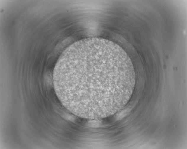 X0000069810240200606161857