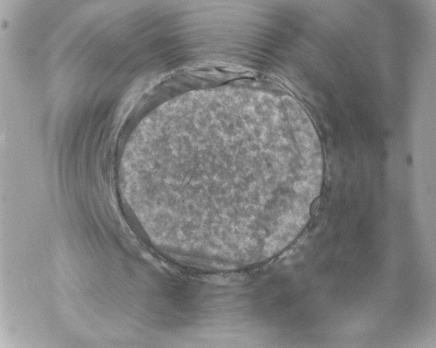 X0000069810241200606161856