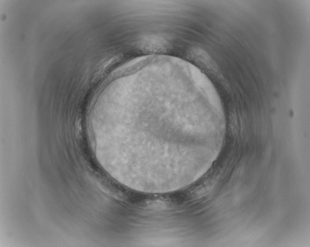 X0000069810259200606161857