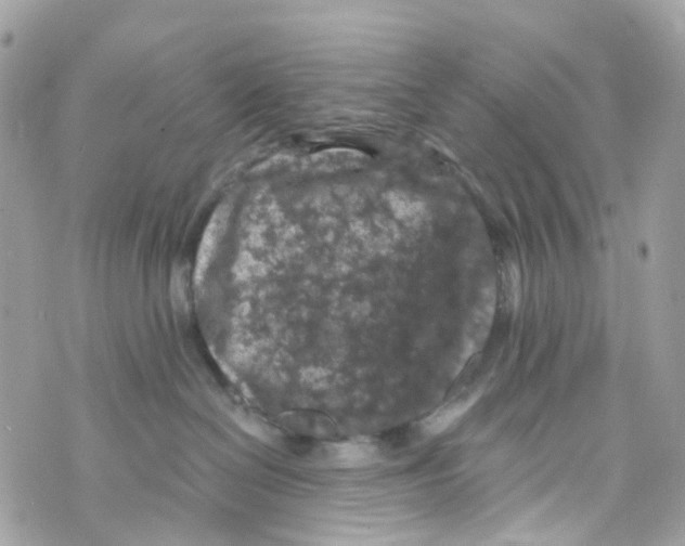 X0000069810286200606161857