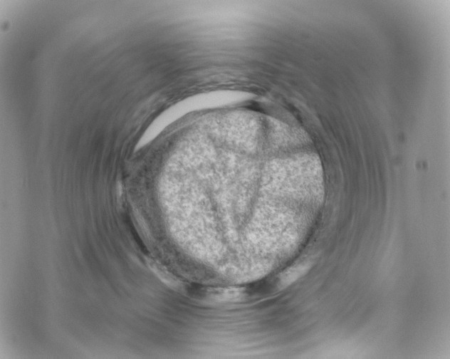 X0000069810288200606161857