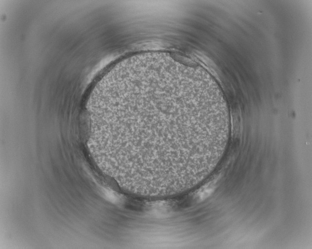 X0000069810301200606161856