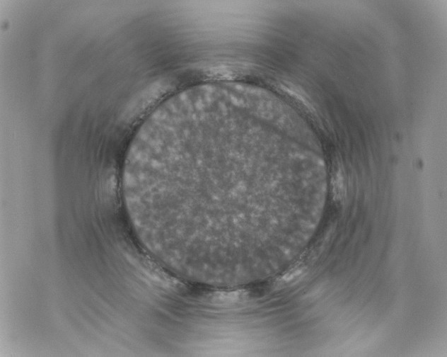 X0000069810314200606161856