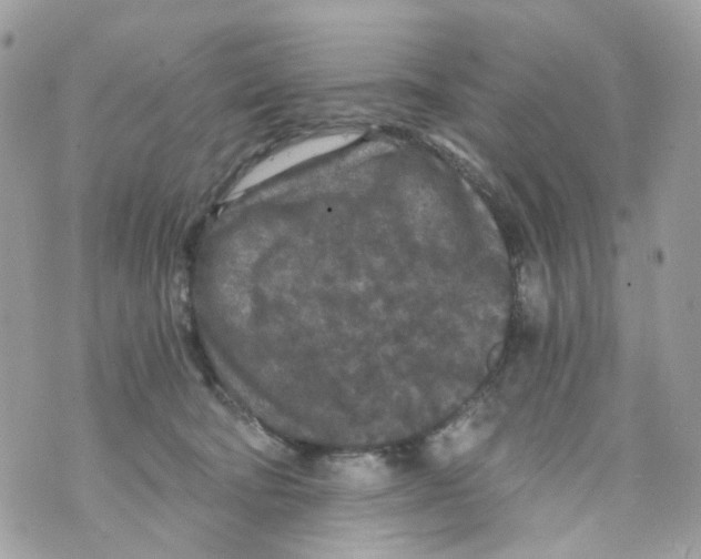 X0000069810322200606161856