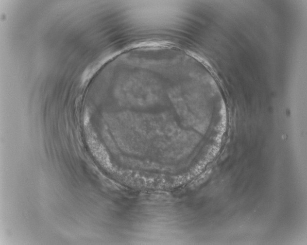 X0000069810337200606161855