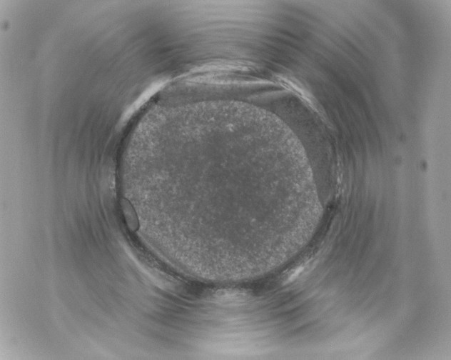 X0000069810348200606161855