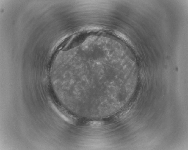 X0000069810352200606161855