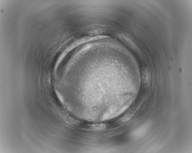 X0000069810363200606161855