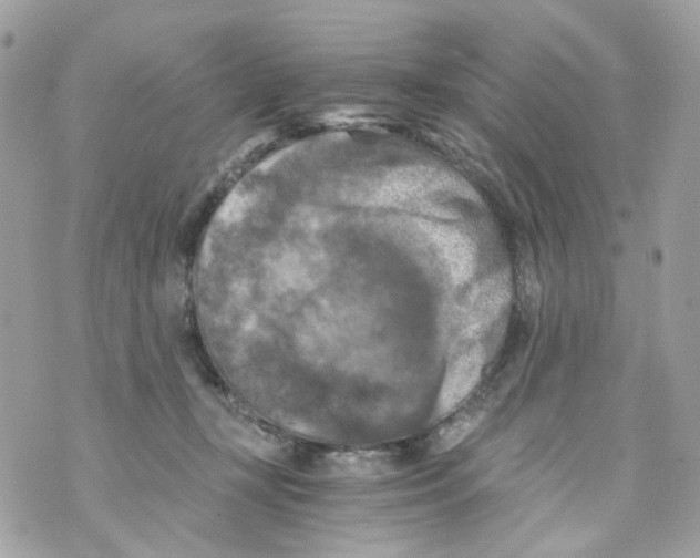 X0000069810367200606161855