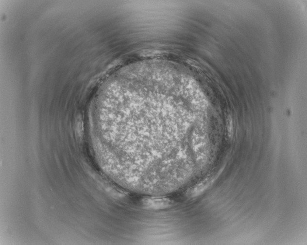 X0000069810372200606161855