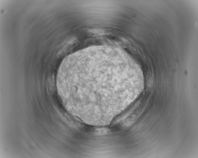 X0000069810376200606161855