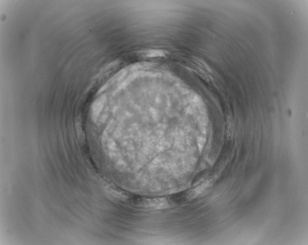 X0000069810377200606161855