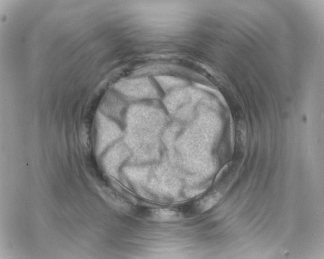 X0000069810380200606161855