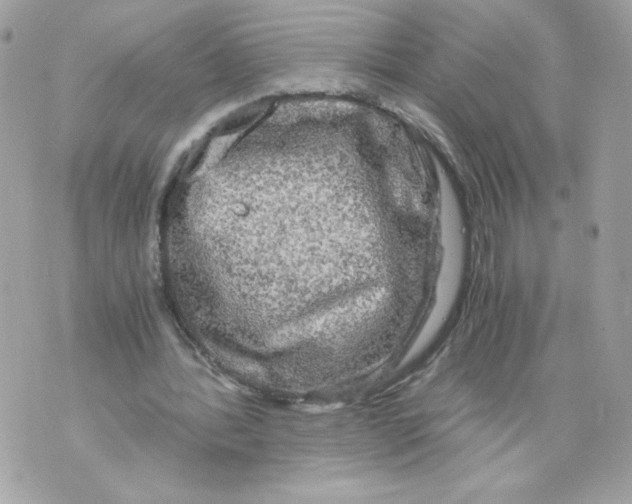 X0000069810388200606161855