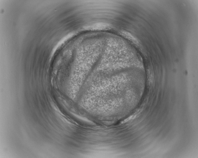 X0000069810392200606161855