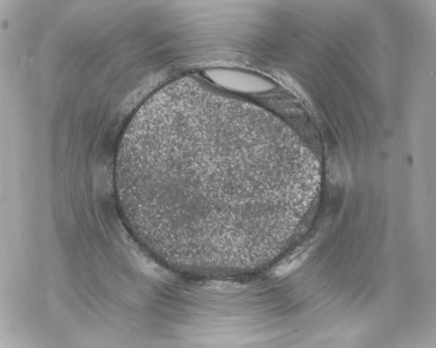 X0000069810393200606161855