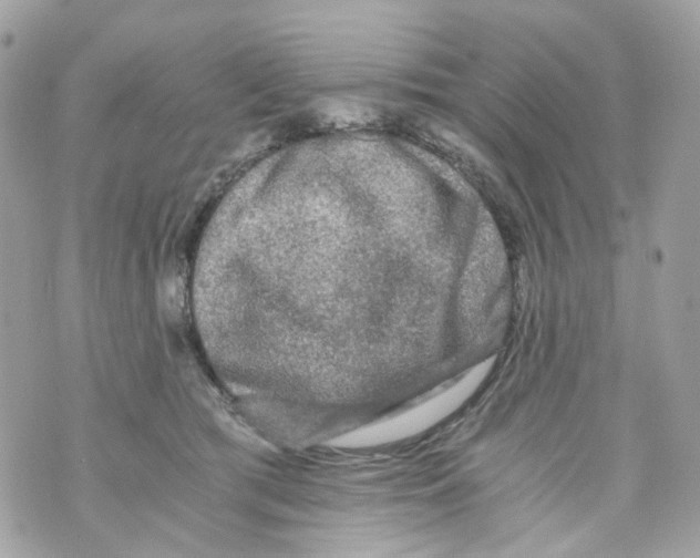 X0000069810417200606161854