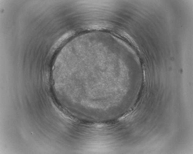 X0000069810444200606161853