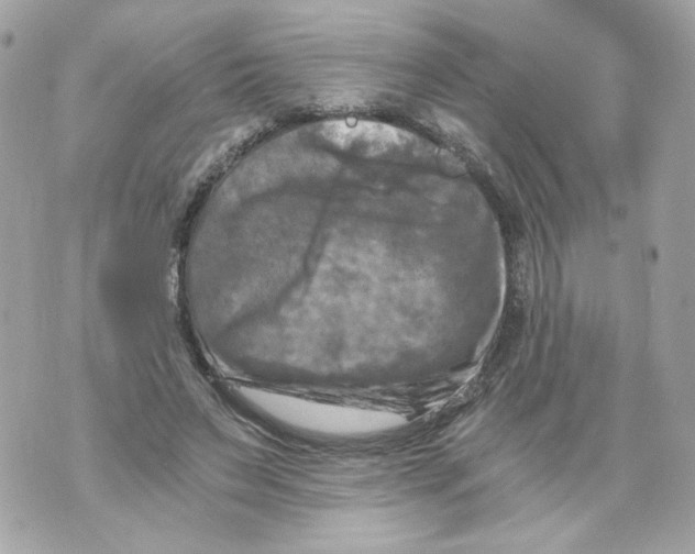 X0000069810495200606161853