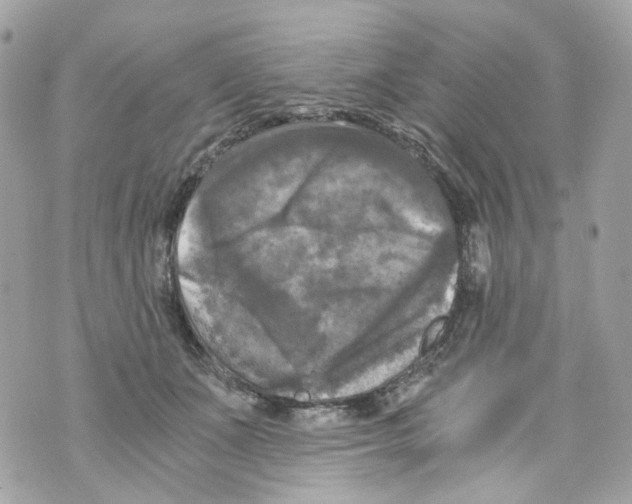 X0000069810511200606161853