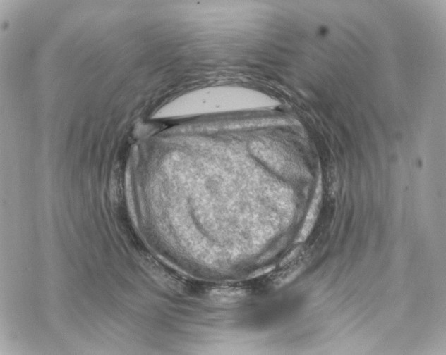 X0000069810515200606161853