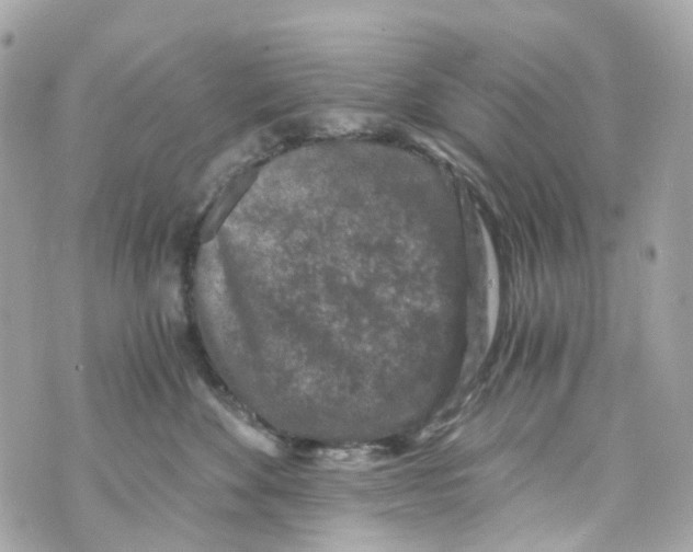 X0000069810524200606161852