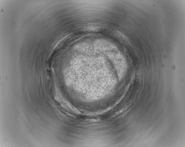 X0000069810552200606161852