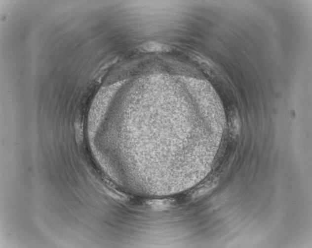 X0000069810558200606161852