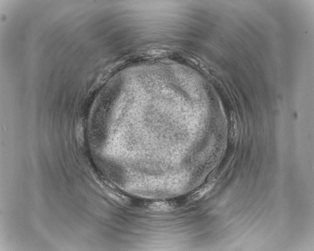 X0000069810562200606161852