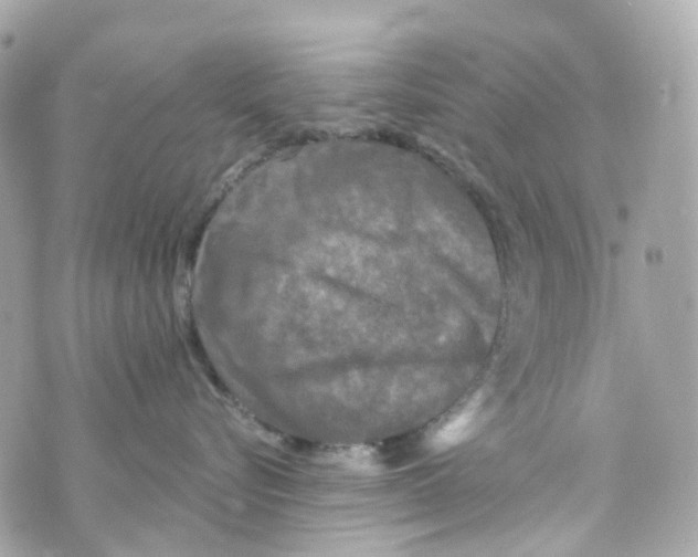 X0000069810576200606161852