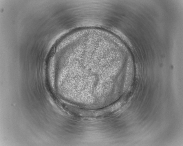 X0000069810580200606161851