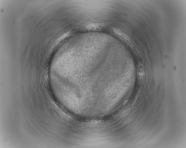 X0000069810593200606161851