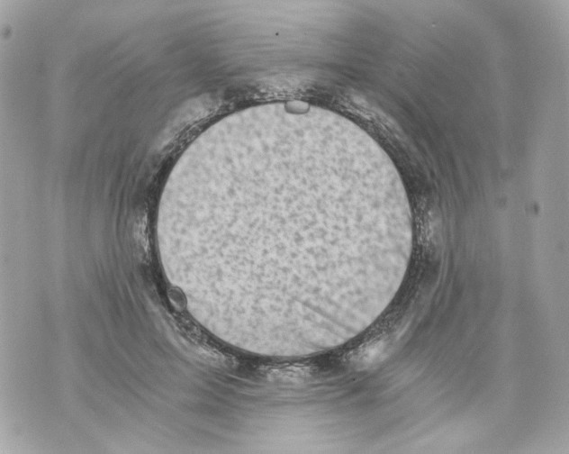 X0000069810599200606161851