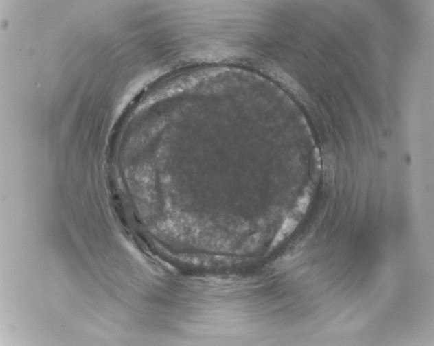 X0000069810626200606161850