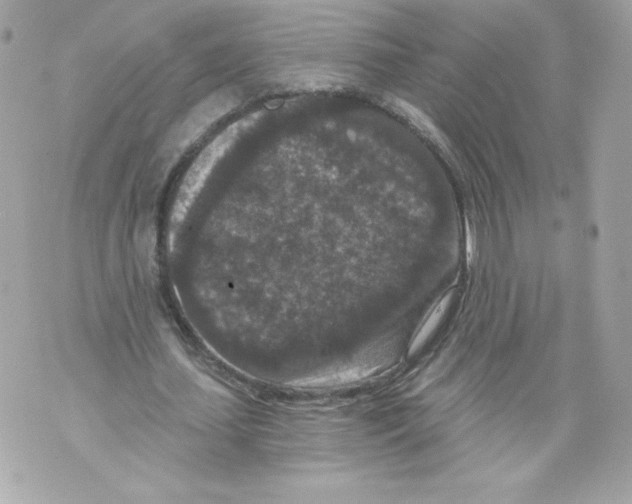 X0000069810627200606161850