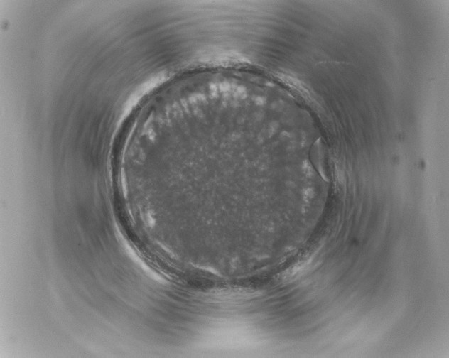 X0000069810630200606161850