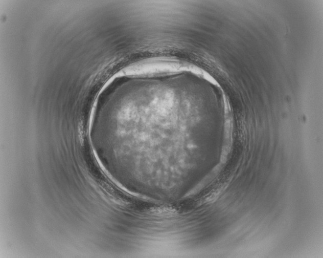 X0000069810644200606161850