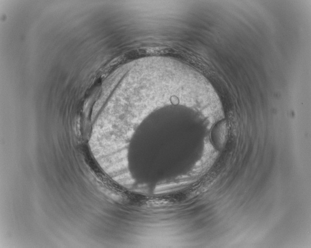 X0000069810650200606161850