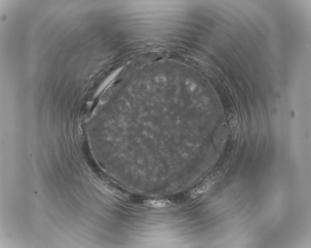 X0000069810654200606161850