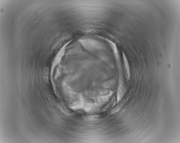 X0000069810664200606161851